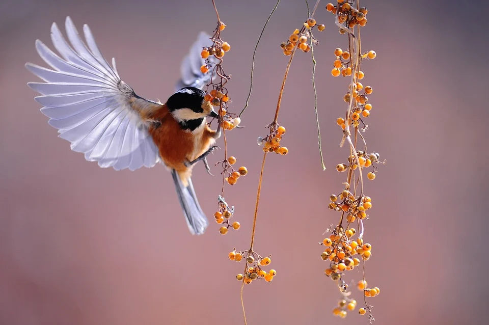 Biodiversità in declino e le responsabilità della tecnologia