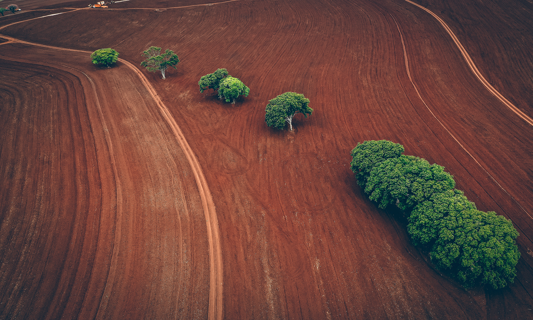 Emergenza climatica: piantare alberi può salvare il pianeta?